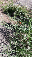 Lepidium sativum