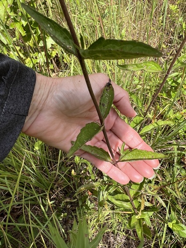 Eupatorium pilosum, photograph 5