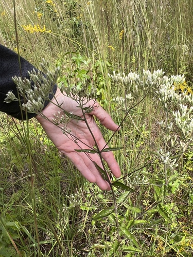Eupatorium pilosum, photograph 6