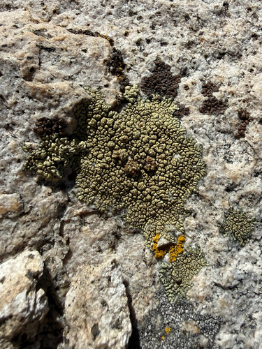 iNaturalist observation photo of gold cobblestone lichen