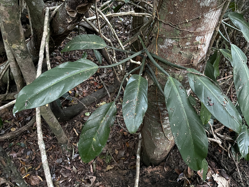 Philodendron blanchetianum