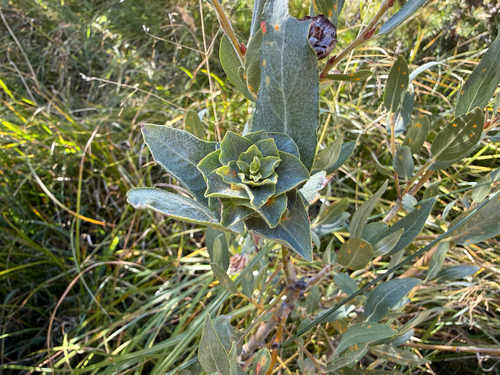 iNaturalist observation photo of Willow Rosette Gall Midge