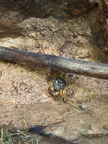 Longpotamon chekiangense