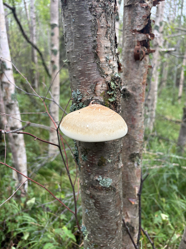 birch polypore