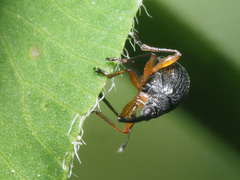 Protapion apricans