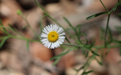 Erigeron modestus