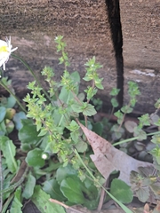 Veronica arvensis, photograph (c) Pluto Hooper, some rights reserved (CC BY)