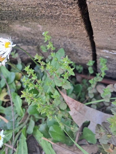 Veronica arvensis, photograph 6