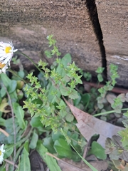 Veronica arvensis, photograph (c) Pluto Hooper, some rights reserved (CC BY)
