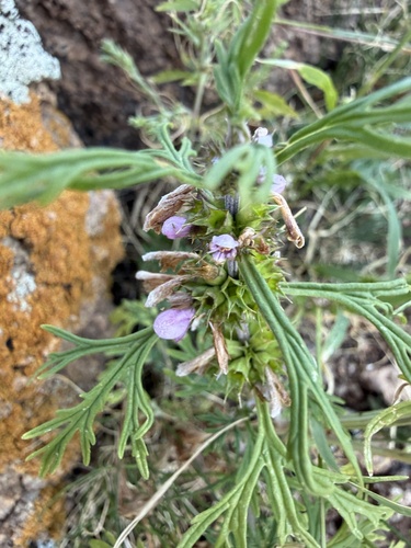 Leonurus sibiricus observed 2026-09-08
