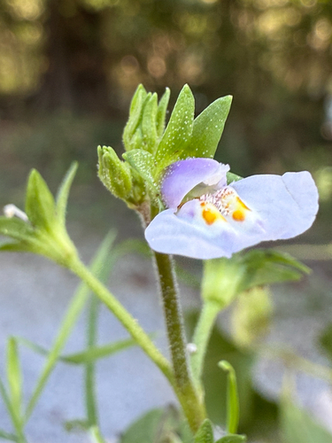 Mazus pumilus, photograph 2