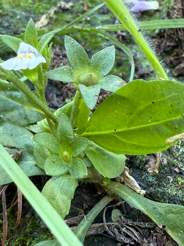 Mazus pumilus, photograph 4
