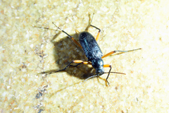 Strongylium erythrocephalum