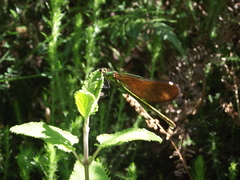 Calopteryx virgo