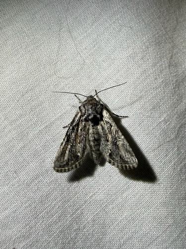 iNaturalist observation photo of Cutworms and Dart Moths