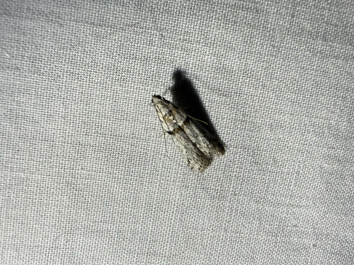 iNaturalist observation photo of Black-banded Homoeosoma Moth