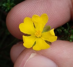 Hibbertia serpyllifolia