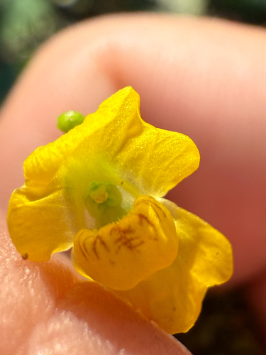 Utricularia gibba, photograph 4
