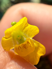 Utricularia gibba, photograph (c) Samuel Buckner, some rights reserved (CC BY)