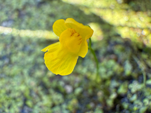 humped bladderwort