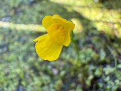 Utricularia gibba, photograph (c) Samuel Buckner, some rights reserved (CC BY)
