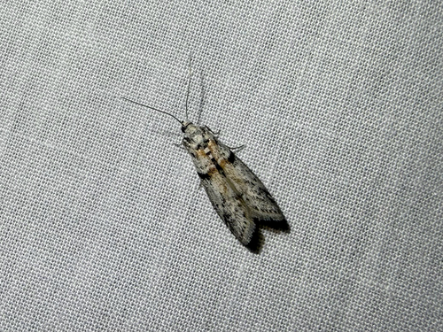 iNaturalist observation photo of Tricolored Acrobasis Moth