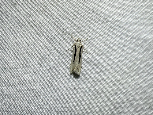 iNaturalist observation photo of Prolita princeps