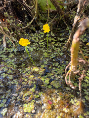 Utricularia gibba, photograph (c) Samuel Buckner, some rights reserved (CC BY)