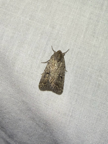 iNaturalist observation photo of Cutworms and Dart Moths
