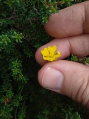 Hibbertia serpyllifolia