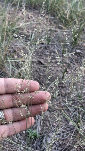 Muhlenbergia trifida, 2026-09-05