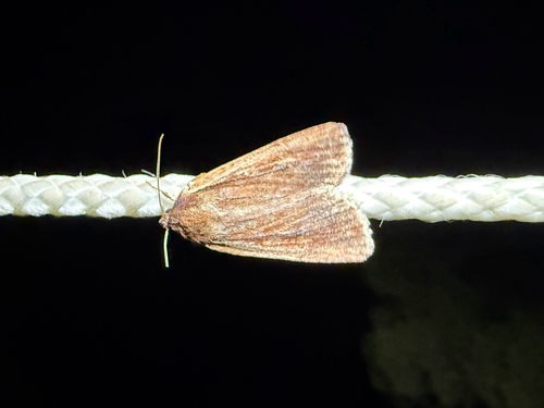 iNaturalist observation photo of Flax notcher moth