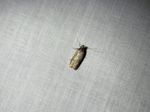iNaturalist observation photo of Athetis tenuis