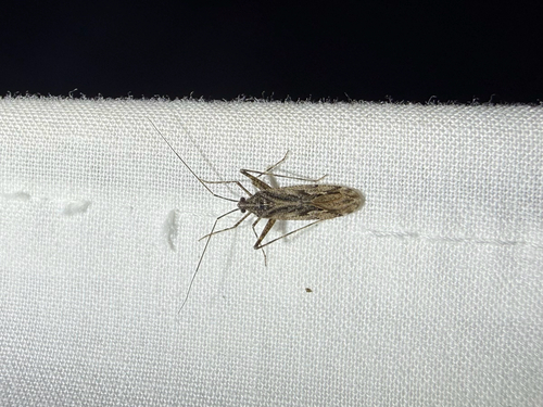 iNaturalist observation photo of Phytocoris