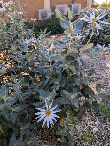 silver daisy-bush