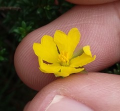 Hibbertia serpyllifolia