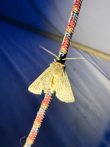 iNaturalist observation photo of Owlet Moths and Allies