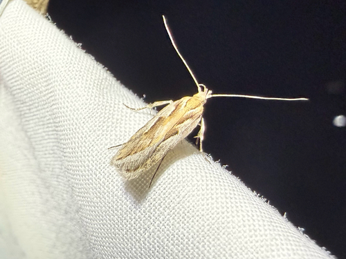 iNaturalist observation photo of Curved-horn Moths