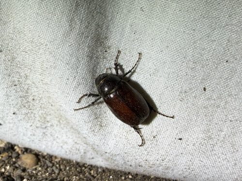 iNaturalist observation photo of June Beetles