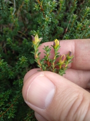 Hibbertia serpyllifolia
