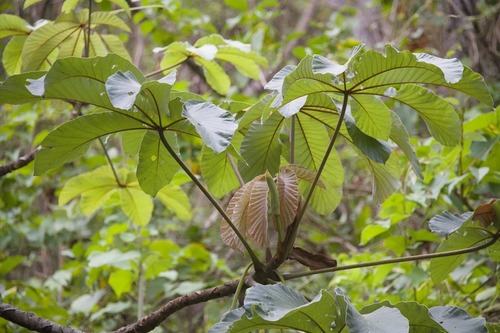 Cecropia litoralis, photograph 3