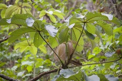 (c) Raúl A. Ruiz M., some rights reserved (CC BY) Cecropia litoralis, photograph (c) Raúl A. Ruiz M., some rights reserved (CC BY)