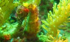 Hippocampus comes