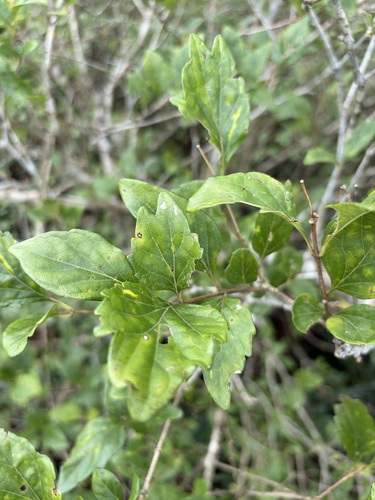 Premna microphylla observed 2026-09-08