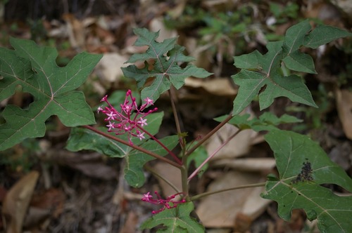 Vasconcellea parviflora