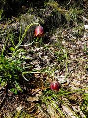 Fritillaria montana