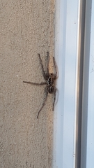 Lycosidae