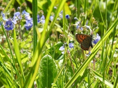 Lycaena helle