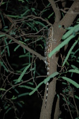 Blaesodactylus ambonihazo