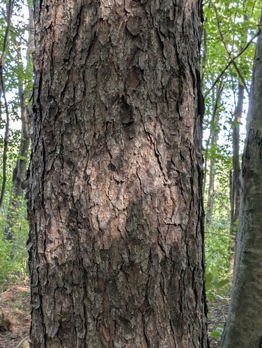 Jack pine